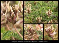 Astragalus-suberosus